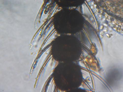 Atrichopogon sp.